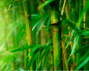 Bamboo Material