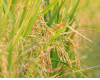 Straw material