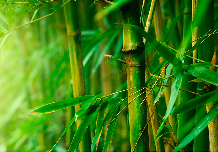 Bamboo Material