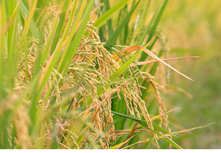 Straw material