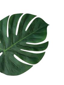 h9_leaf